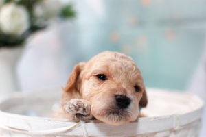 トイプードルの子犬