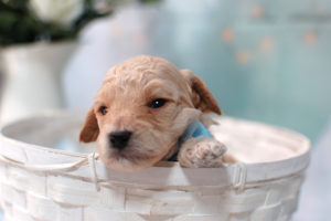 トイプードルの子犬