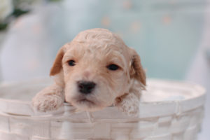 トイプードルの子犬