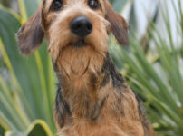 ミニチュアワイヤー